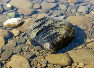 Toxic algae warnings issued for Hutt and Wairarapa rivers Toxic algae warnings issued for Hutt and Wairarapa rivers