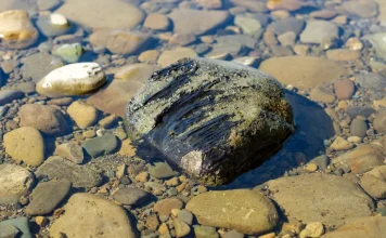 Toxic algae warnings issued for Hutt and Wairarapa rivers