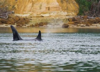 Too close: What the law says about orca, and what it costs to get it wrong Too close: What the law says about orca, and what it costs to get it wrong