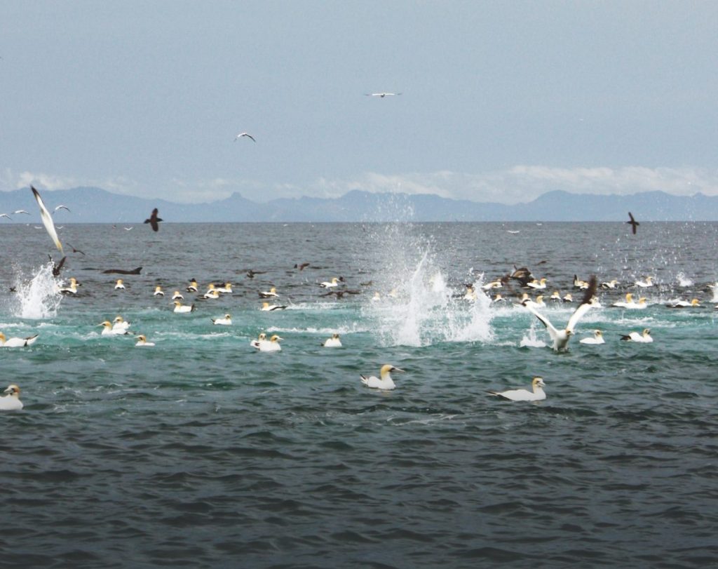 Seabirds are valuable allies to anglers, often signposting great fishing opportunities.