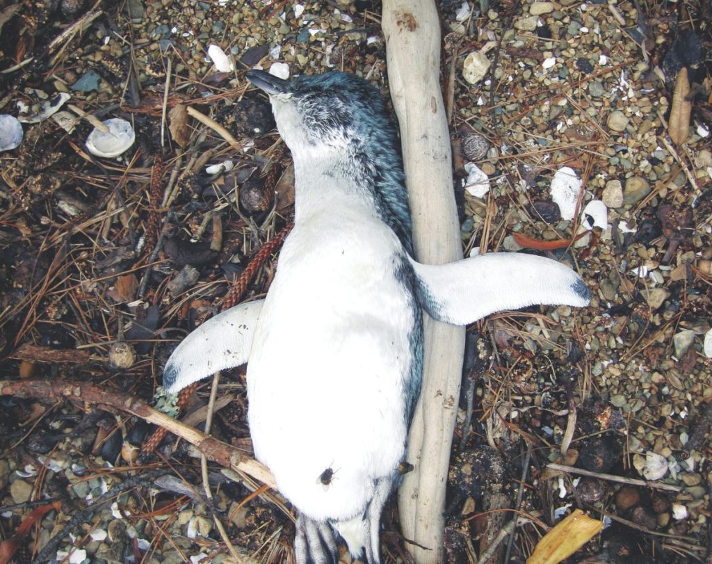This blue penguin had been hit by a boat, potentially leaving its mate and chicks to starve.