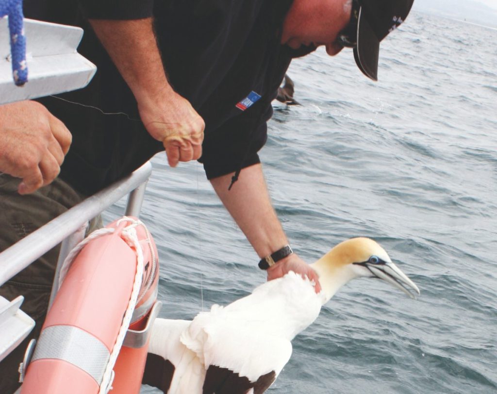 Large seabirds can be hard to contain; grab them firmly but gently by the neck before covering them with a towel and freeing them from lines or hooks.
