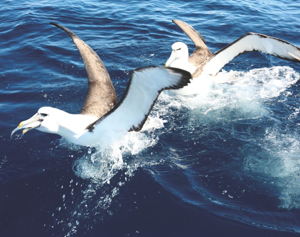 Feeding seabirds is discouraged, as they will begin to associate boats with food.