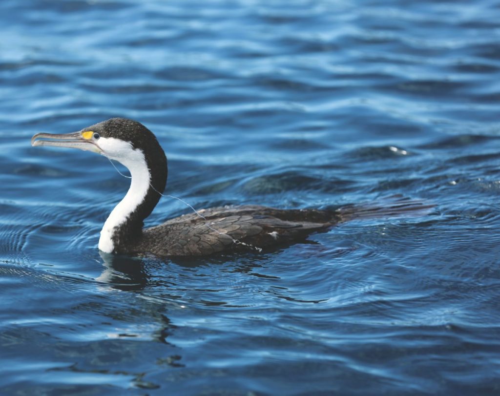 A shag trailing a recreational angler's trace.