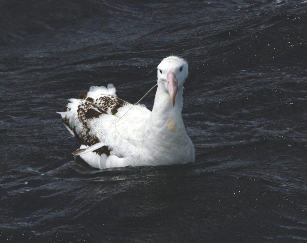 This juvenile albatross encountered a commercial longline.