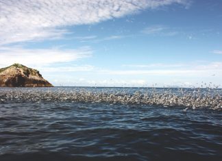 I swerve for seabirds I swerve for seabirds