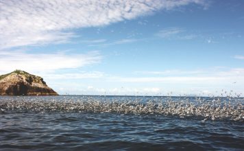 I swerve for seabirds