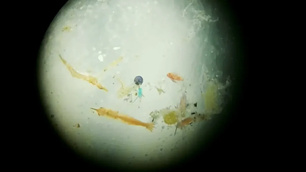 Some plastic pollution under a microscope. Kiwi joins all-female voyage to tackle plastics problem in the Pacific. // Photo credit: eXXpedition