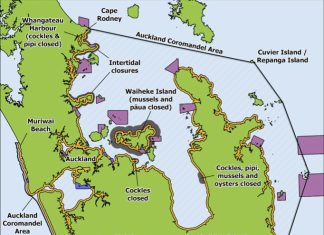 Shellfish limits and intertidal closures on the table for Auckland and Coromandel shores Shellfish limits and intertidal closures on the table for Auckland and Coromandel shores