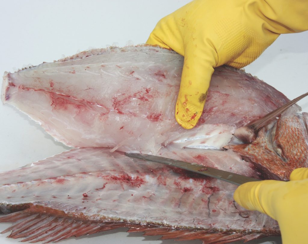 Filleting fish that have not yet properly set results in a lot of blood on the fillets and through the flesh. // The Catch, Mark Kitteridge