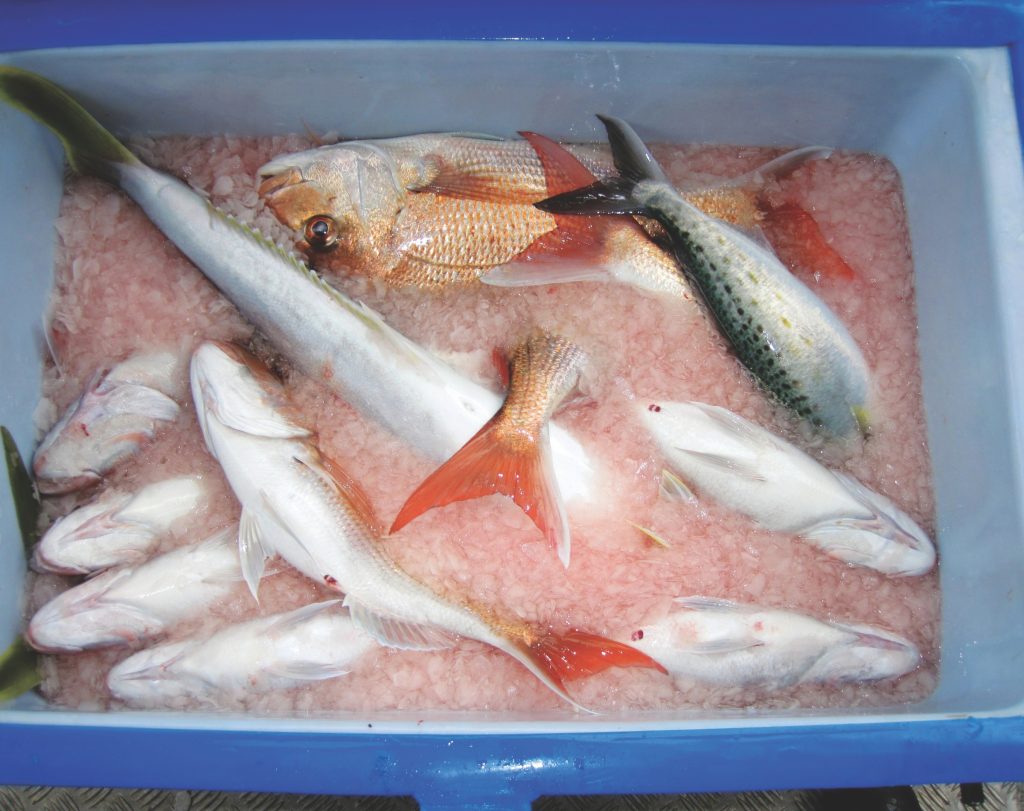 There’s nothing better than a good ice slurry to keep the catch in tip-top condition. // The Catch, Mark Kitteridge