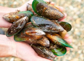 Hundreds submit on Fisheries proposal to manage shellfish in Auckland, Coromandel Hundreds submit on Fisheries proposal to manage shellfish in Auckland, Coromandel