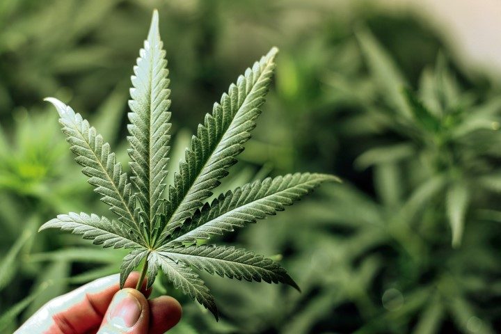 Marijuana-Use-Does-Causes-Brain-Damage-1_cmyk (Small)