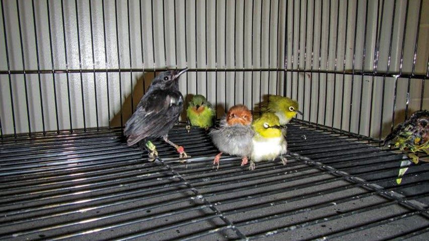 birds_cmyk (Small)