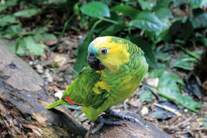 freebirdsparkspictures0m_cmyk (Small)