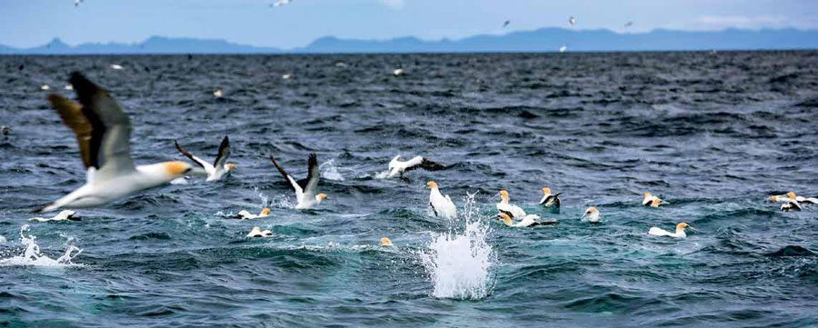 FIND THOSE FISH (PART 1): Current favourites