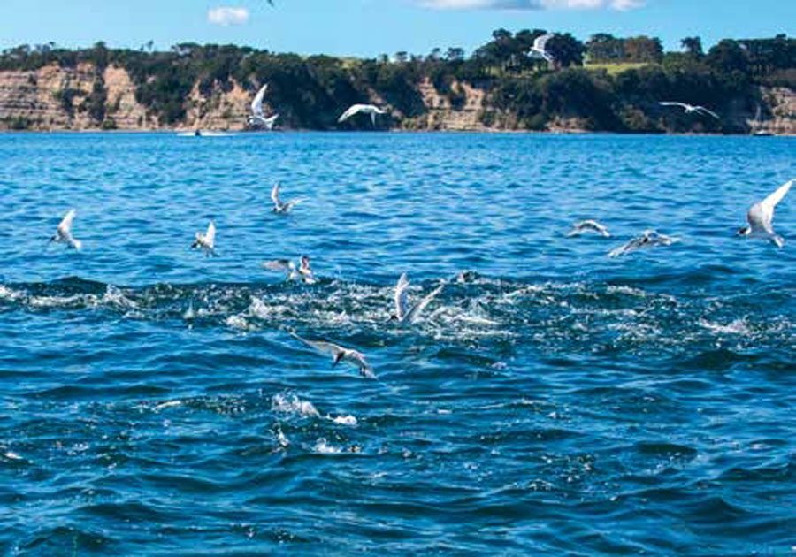 Find those fish (Part 4): Work-ups – a wild gannet chase! Find those fish (Part 4): Work-ups – a wild gannet chase!