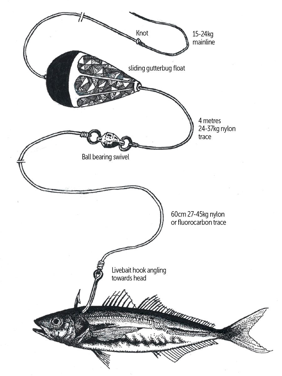 Leaders in their field Part 3: Rigging baits for Kingfish Leaders in their field Part 3: Rigging baits for Kingfish