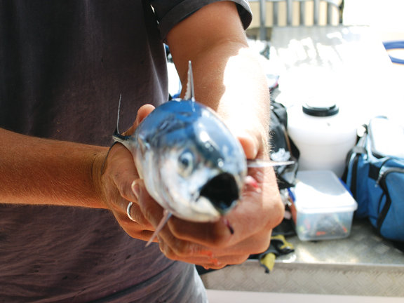 Live baiting for kingfish: still the deadliest game in town // Photo credit: Terry Williams King