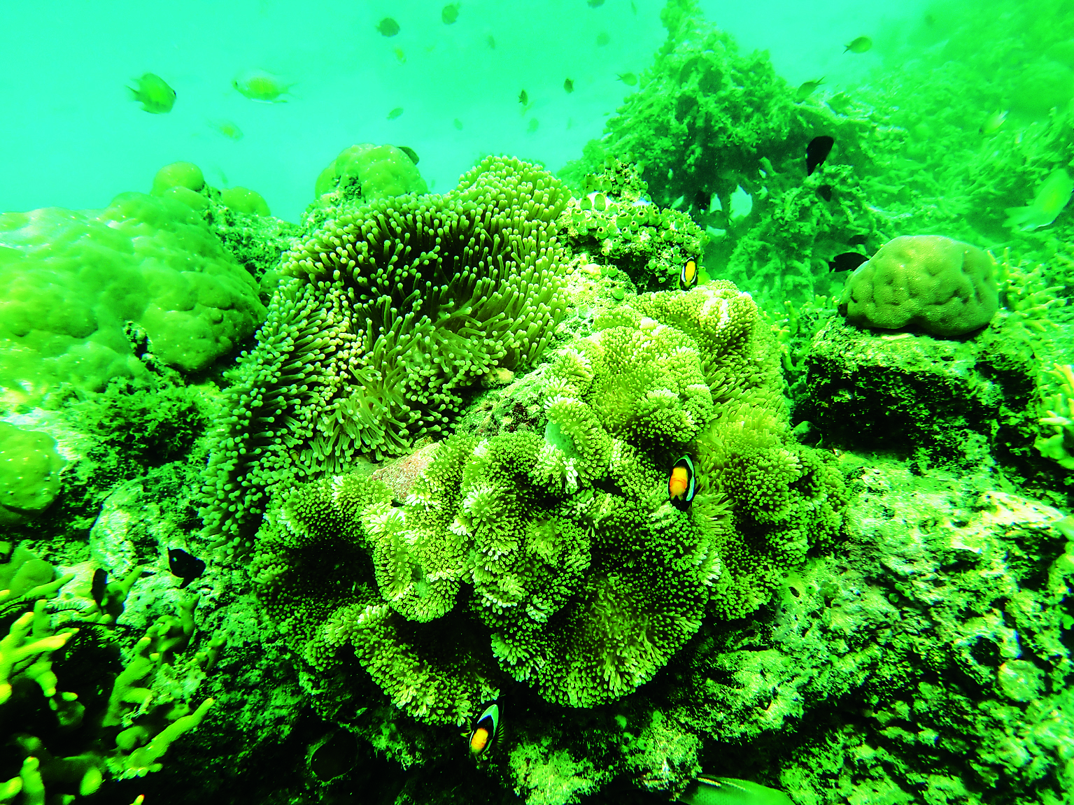 The reefs show enormous biodiversity // Photo credit: BIRGIT HAKL.