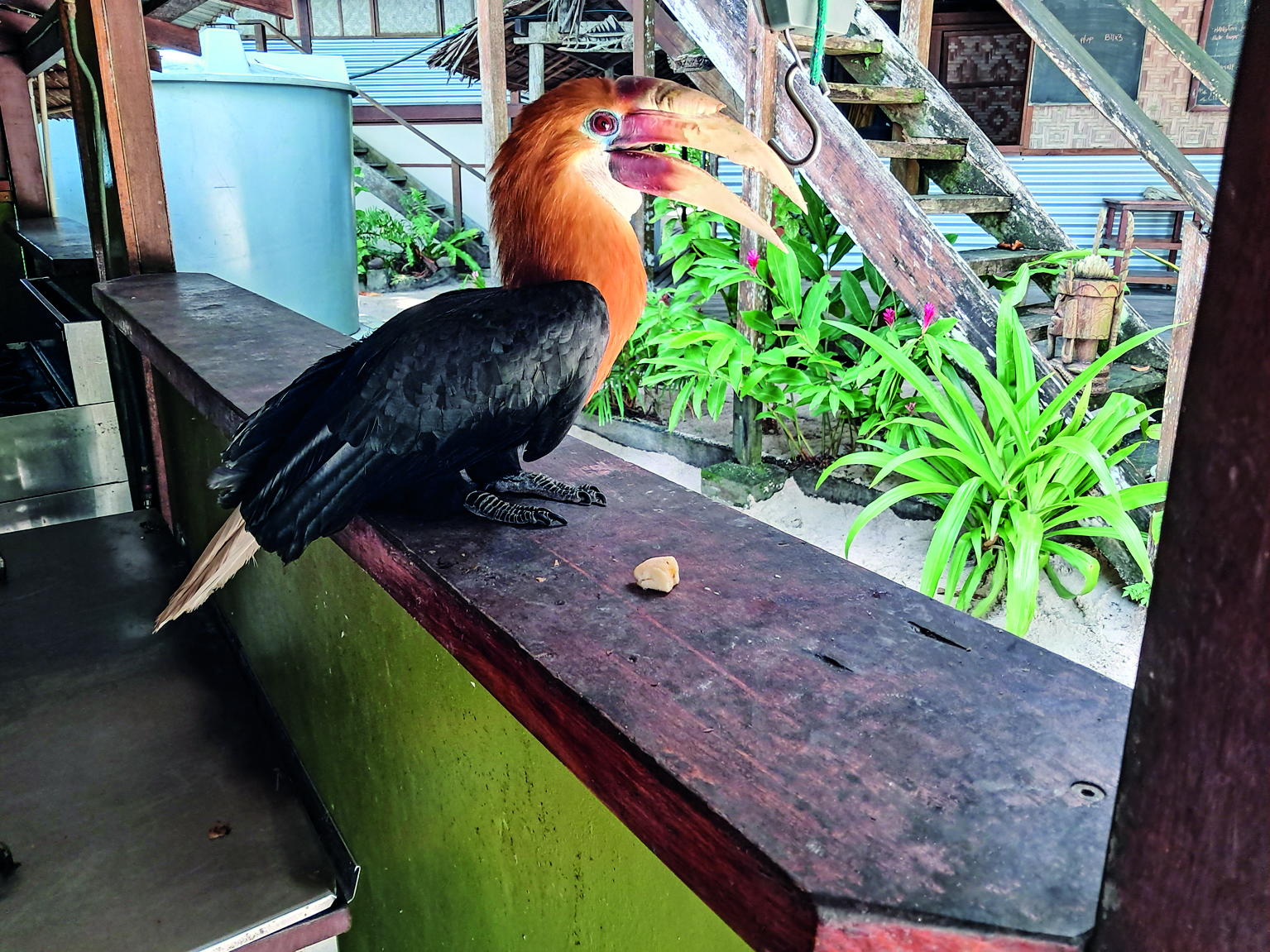 A hornbill bird with distinctive orange and black plumage perches on a wooden boat deck surrounded by tropical plants and wooden structures // Photo credit: BIRGIT HAKL.