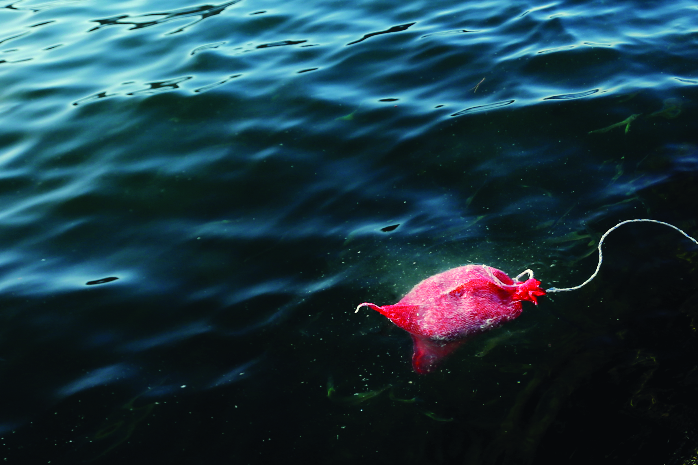 Adding chopped up pieces of bait can make a BIG difference on tougher days (PHOTO: Grant Dixon). // Photo credit: supplied.