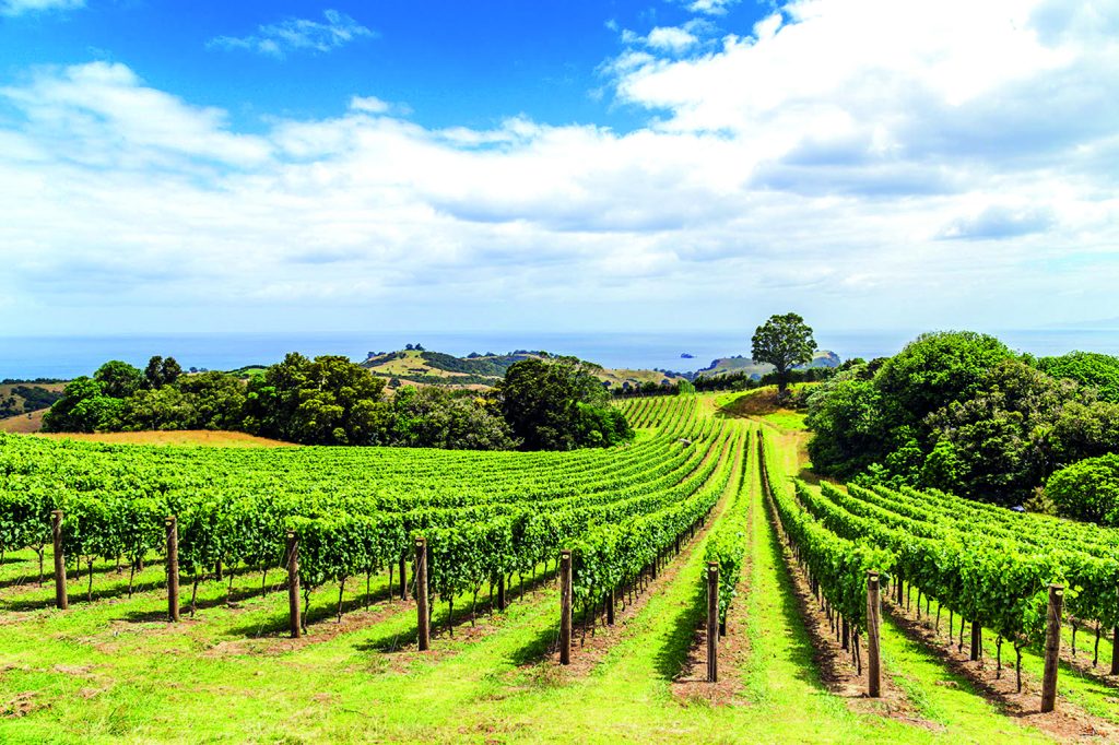 Vineyard on Waiheke island in Hauraki Gulf, Auckland, New Zealand // Photo credit: Maritimo