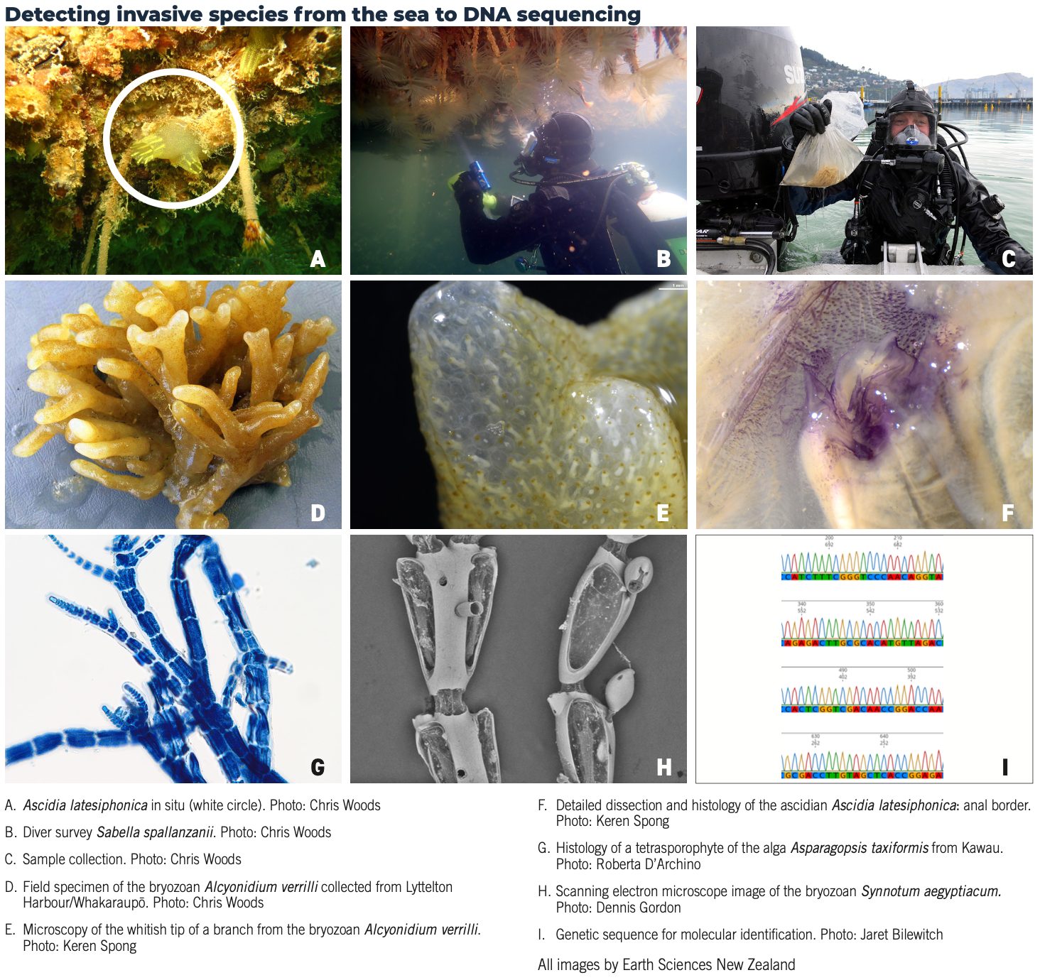 Detecting invasive species from the sea to DNA sequencing. // All images by Earth Sciences New Zealand