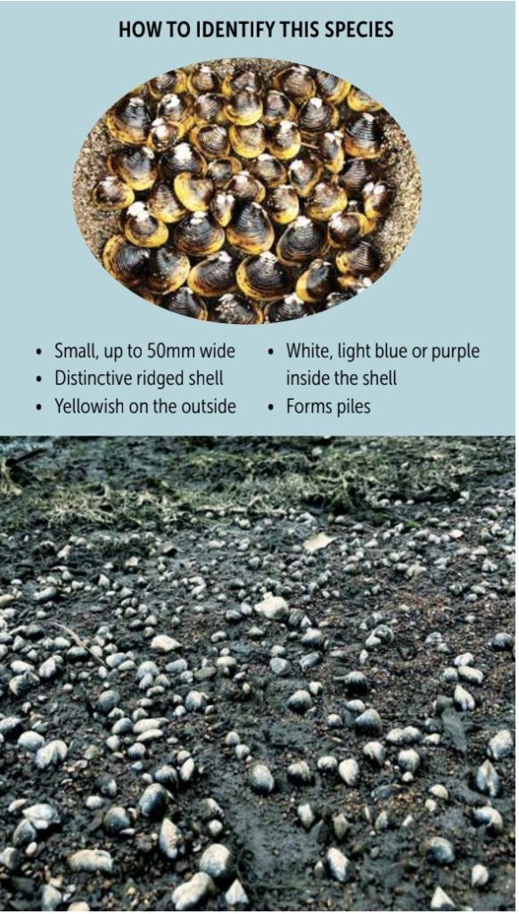 Yellow clams quickly reach high densities.