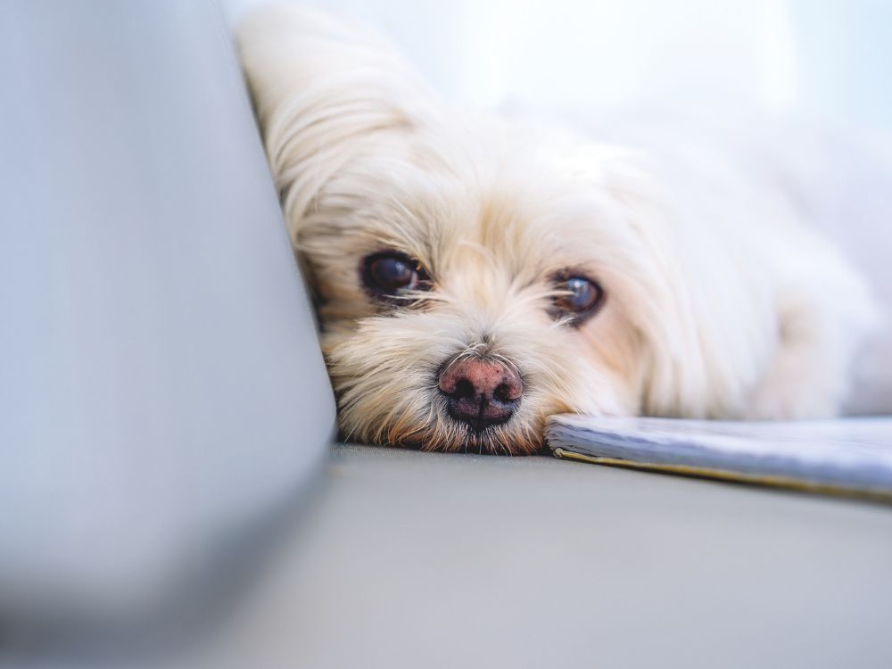 Benji is a chilled little dog who has adapted well to life at sea. // Photo credit: Theresa Nicholson