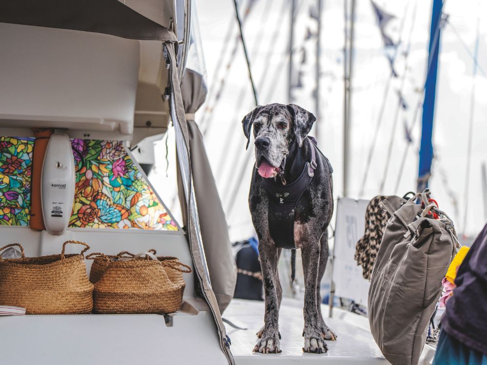 Snow, the great dane // Photo credit: Theresa Nicholson