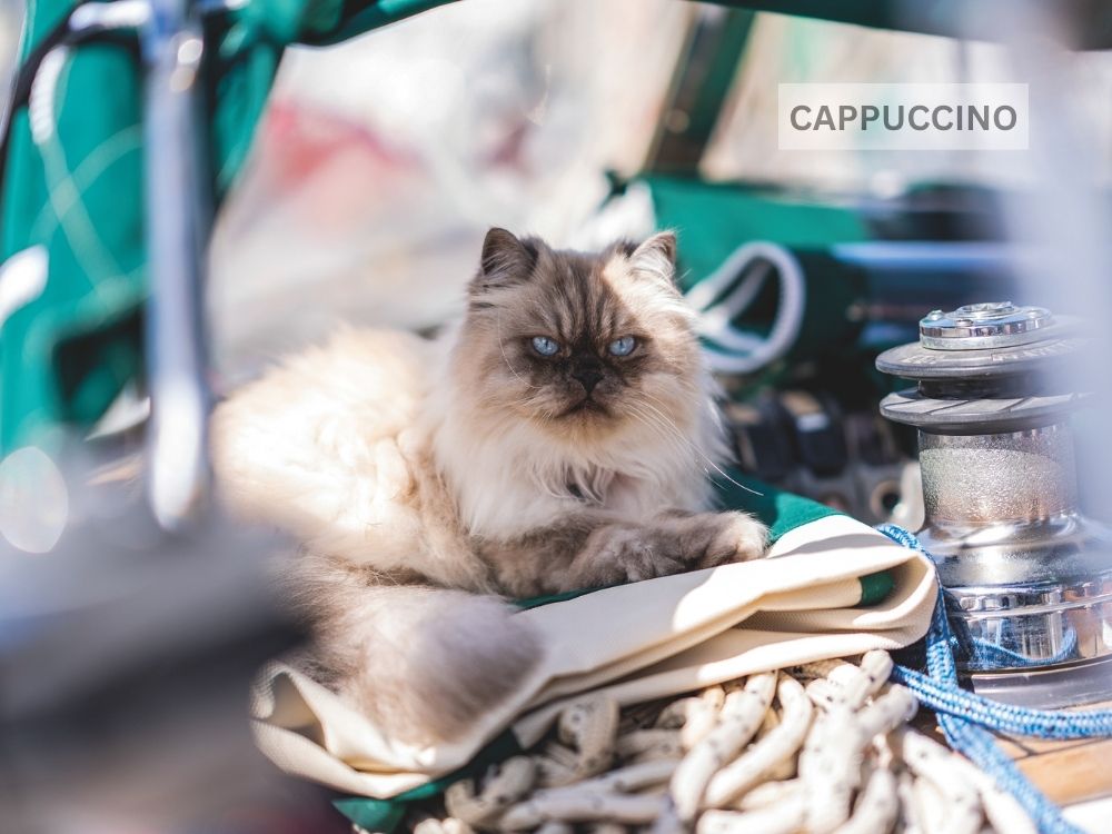 Capuccino is generally unfussed by what is going on around him. // Photo credit: Theresa Nicholson