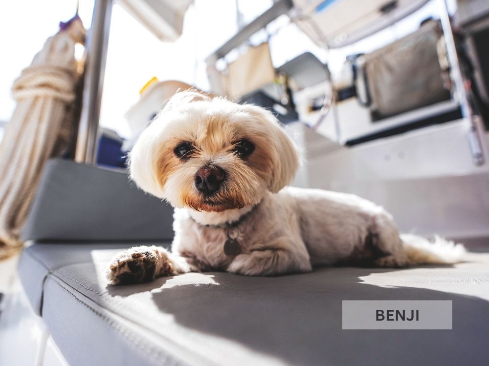 Benji is the apple of his owners’ eyes. // Photo credit: Theresa Nicholson