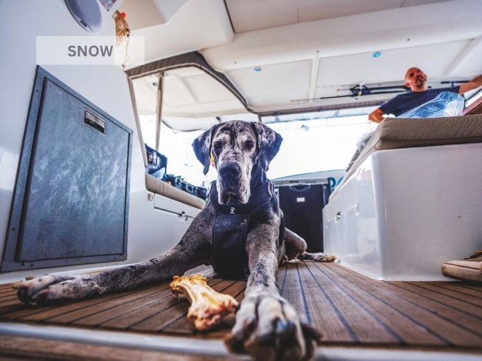Snow is a seasoned sailor who is fully boat-trained. // Photo credit: Theresa Nicholson Snow is a seasoned sailor who is fully boat-trained. // Photo credit: Theresa Nicholson