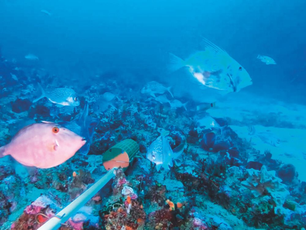 Baited underwater video monitoring in Aldermen Islands Te Ruamahua high protection area. // Supplied