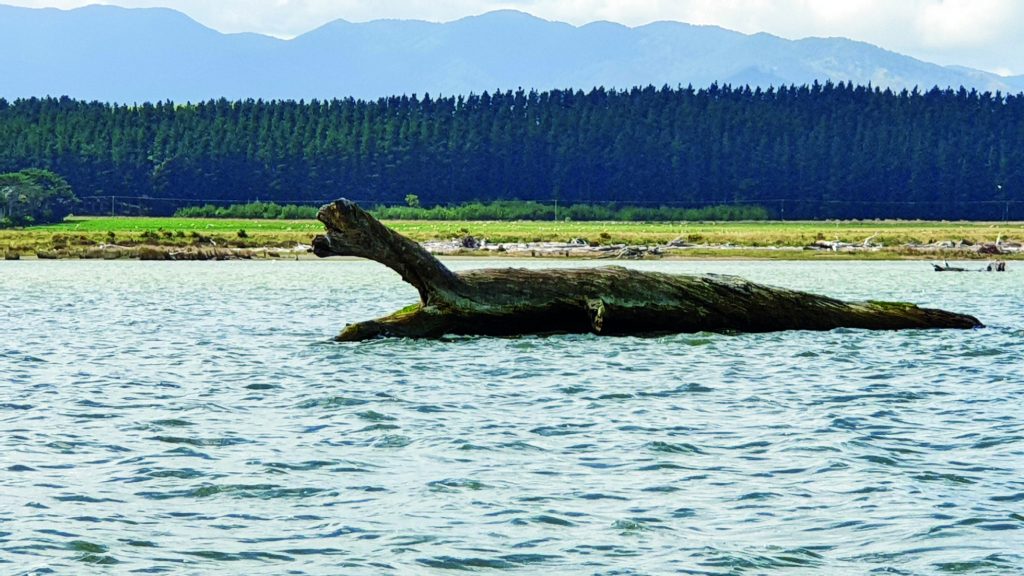 A tree washed into the river. // Photography by Diana and Kevin Cudby