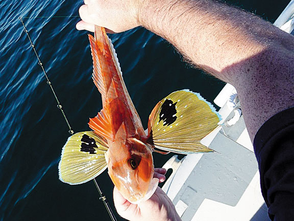 Gurnard are among the variety of species encountered in shallow water, often feeding over sand and mud for crabs, shellfish and other small prey. // Photo credit: Terry Williams King