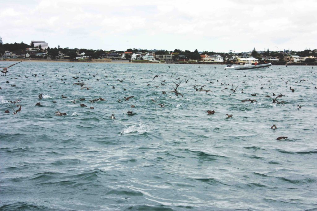 Predators forced these anchovies against the rocky shore where carnage ensued, but the writer was too busy catching fish to take photos at the time! // Photo courtesy Mark Kitteridge