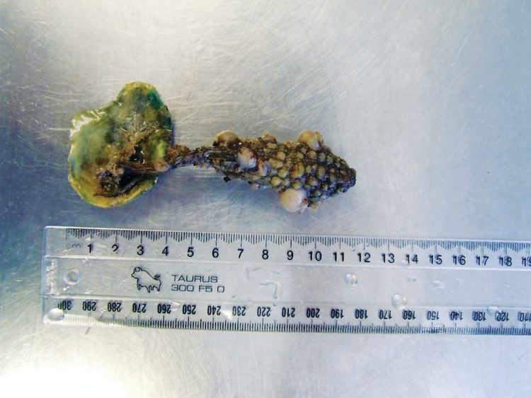 Marine pest of the month Marine pest of the month