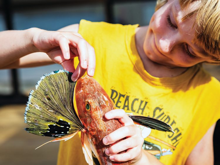 Gurnard – always fascinating.