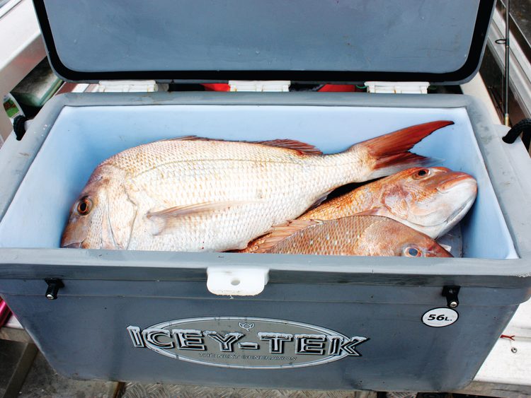 Although modest in size, the writer’s Icey-Tek bin is perfect for his needs.