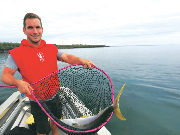 Even quite large kingfish can be netted, though for big ones you'll need to grab hold of the tail as well.