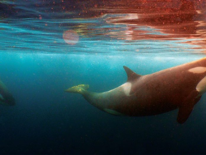 Screen-Background_orca-3.
