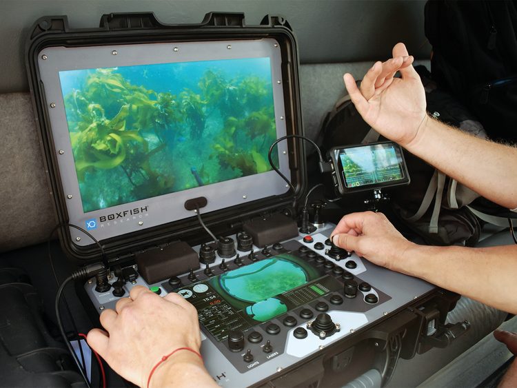 boxfish-rov-CADIC-CONICET-training-0386.