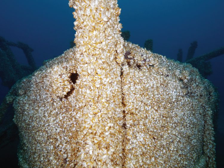 Mussels_Bow_CU.