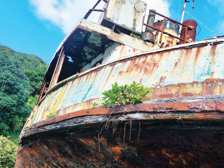 Whangaparapara shipwreck host pohutukawa.
