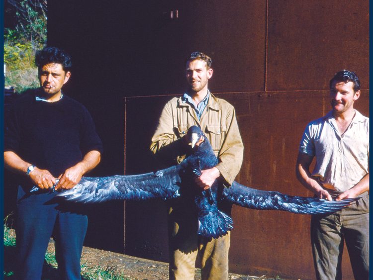 Whangaparapara whalers with giant petrel.