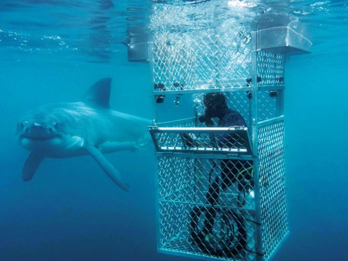 A shark named ‘Yamaha’ Riley Elliott big GW2.