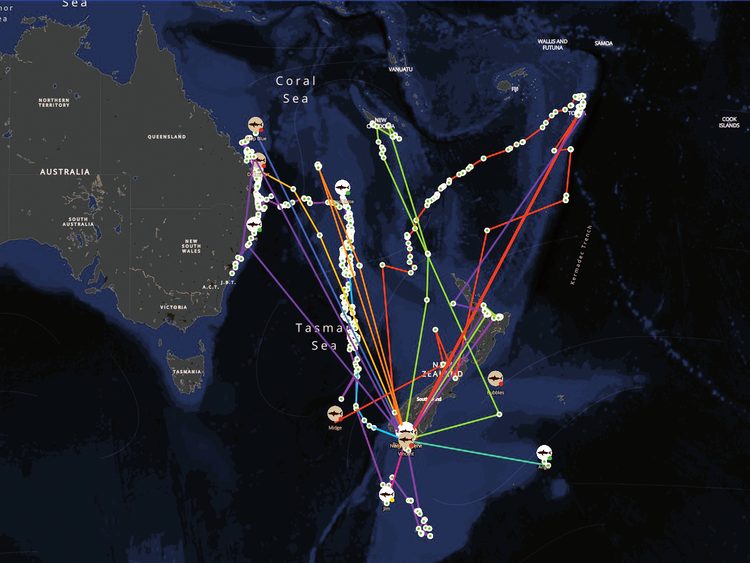 2 All tagged sharks 2025-2026.