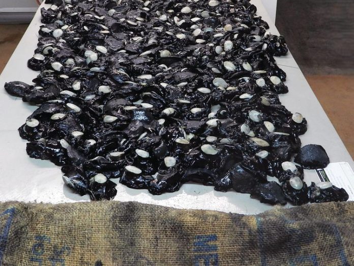 Paua 1869.